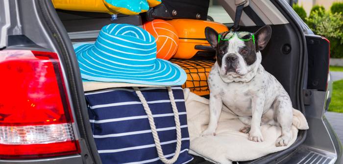 Hund Auto Urlaub Ferien