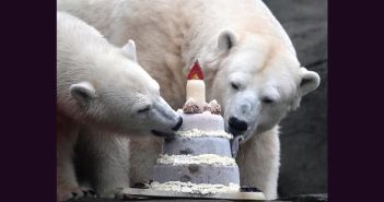 Junge Eisbärin Anouk feiert ersten Geburtstag mit Eistorte und (Foto: Tierpark Hagenbeck)