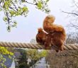 Witterungsbeständiges Eichhörnchenseil sichert effiziente Überquerung der Kohlisstraße in (Foto: aktion tier, Ursula Bauer)