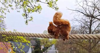 Witterungsbeständiges Eichhörnchenseil sichert effiziente Überquerung der Kohlisstraße in (Foto: aktion tier, Ursula Bauer)