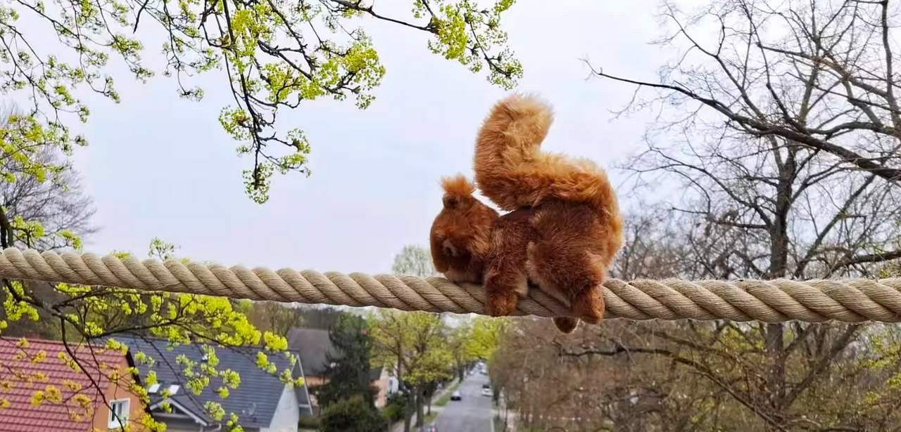 Witterungsbeständiges Eichhörnchenseil sichert effiziente Überquerung der Kohlisstraße in (Foto: aktion tier, Ursula Bauer)